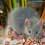 tikus